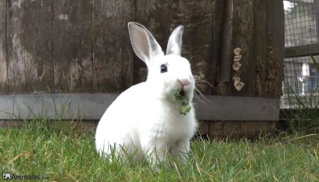 Conejo Rex comiendo hierba