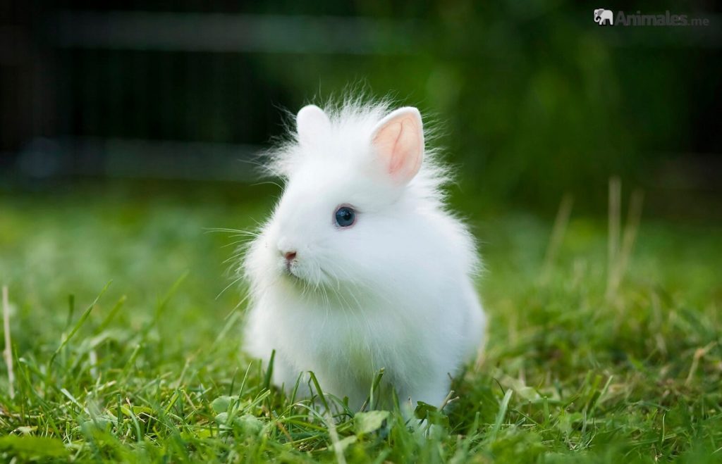 Conejo cabeza de león bebe blanco