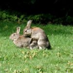 Conejo común (Oryctolagus cuniculus) apareandose en libertad