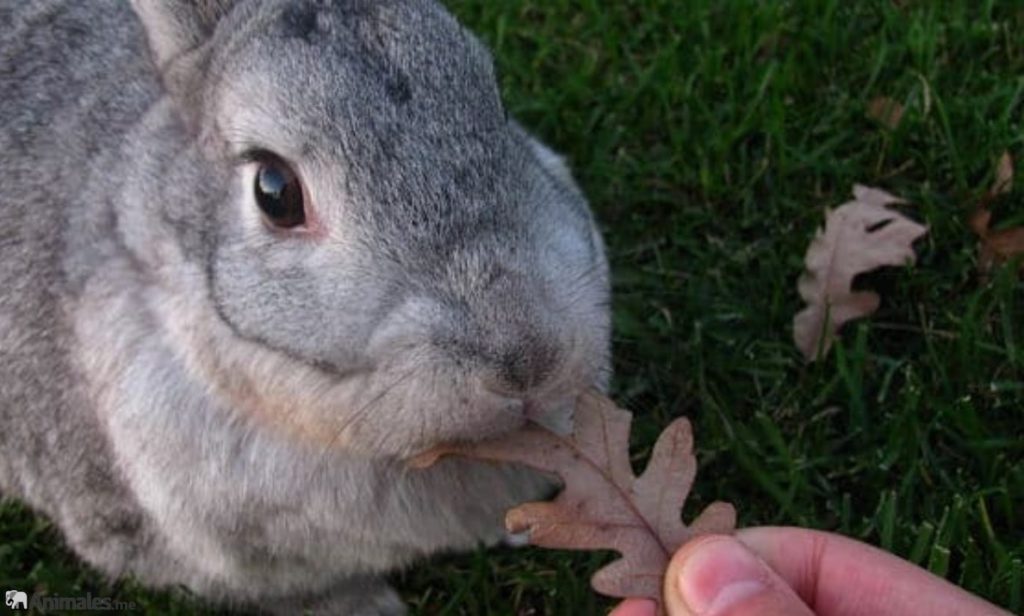 Conejo de Flandes comiendo