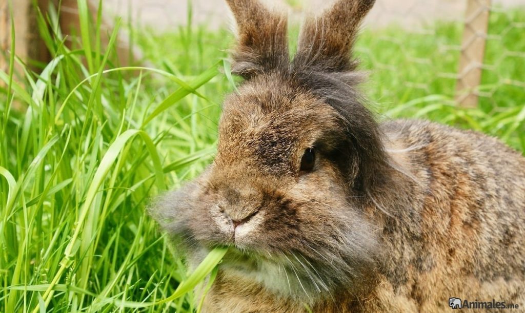 Conejo de angora comiendo hierba