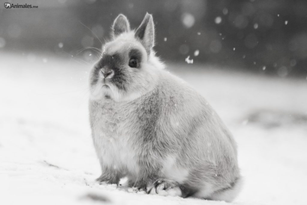 Conejo enano holandés gris en la nieve