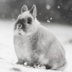 Conejo enano holandés gris en la nieve