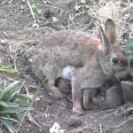 Conejo europeo(Oryctolagus cuniculus) dando de mamar a sus crías