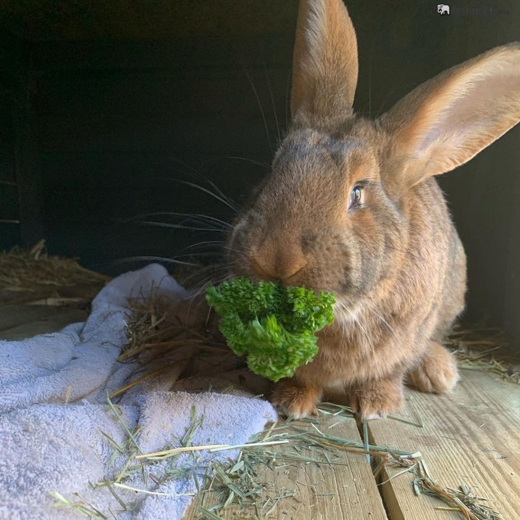 Conejo gigante español comiendo lechuga