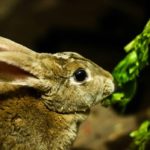 Conejo mini Rex comiendo hierba
