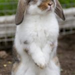 Conejo mini belier de pie a 2 patas