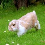 Conejo mini lop corriendo libre por el cesped