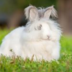 Conejo de angora blanco peludo