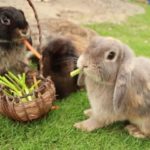 Conejos belier comiendo en el cesped