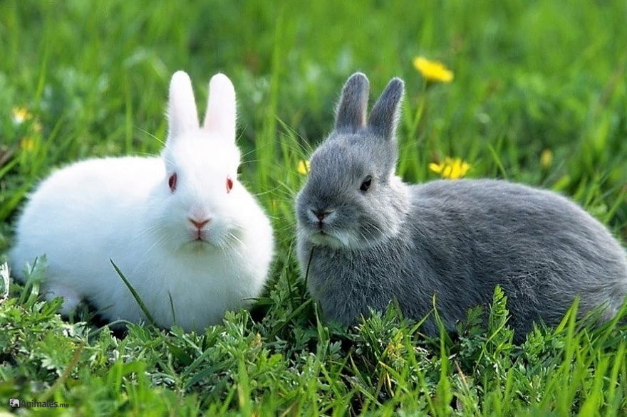 Conejos enanos adultos