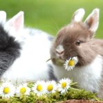 Conejos enanos comiendo flores