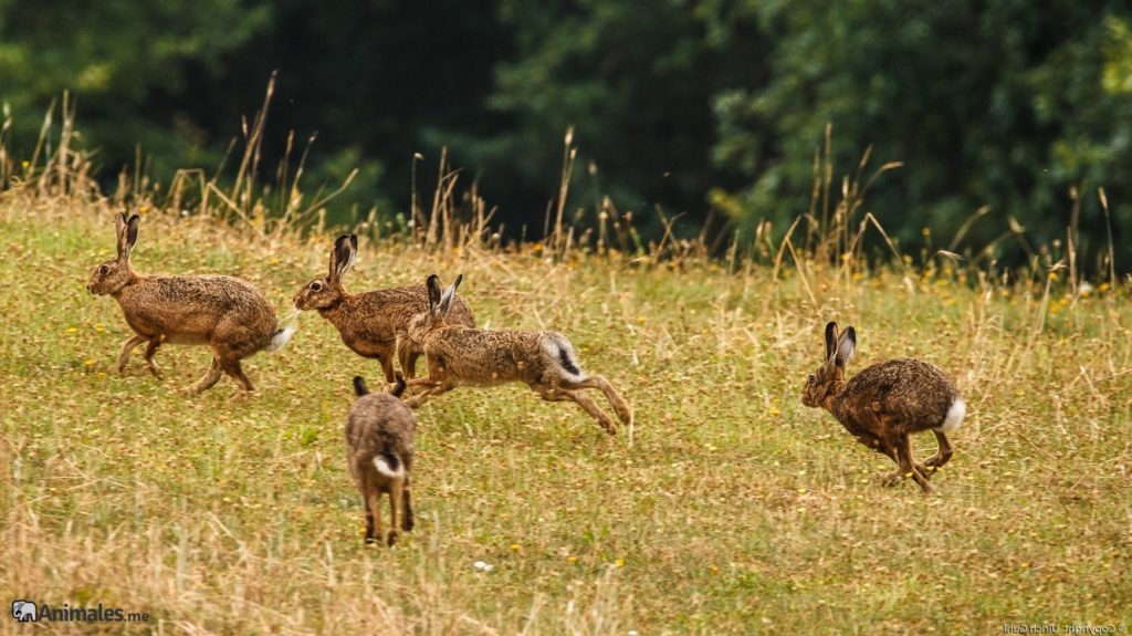 Conejos europeos (Oryctolagus cuniculus) corriendo por la pradera en libertad
