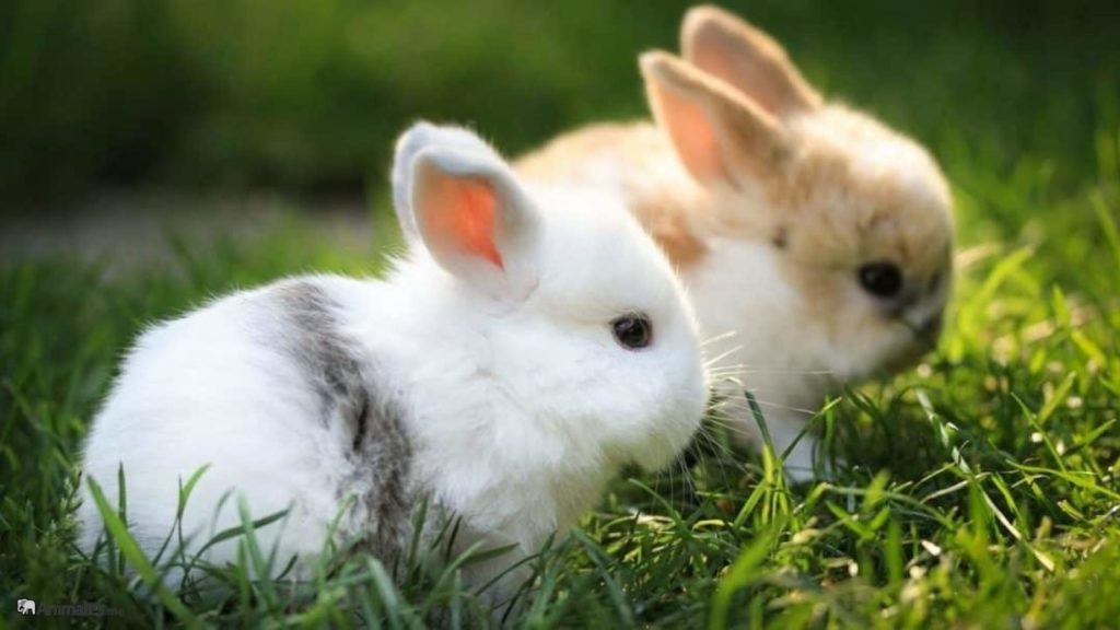 Conejos mini Toy bicolor
