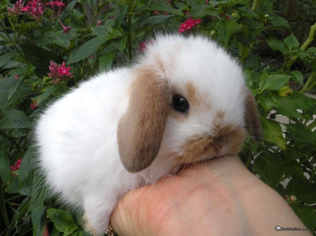 Cria de conejo belier bebe bicolor blanco y marron