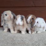 Crias de conejo mini lop bebe de diferentes colores