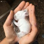 Cría de conejo californiano bebe