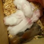 Crías bebe de conejo enano de angora