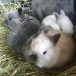 Crías conejo enano de angora con su madre