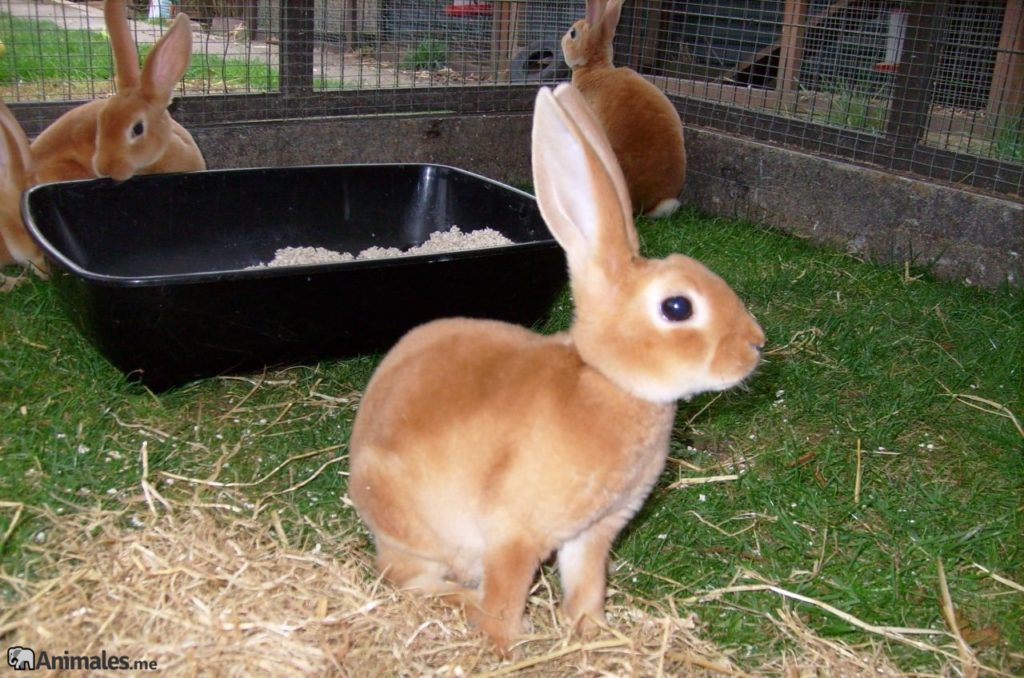 Crías de conejo mini Rex de color naranja