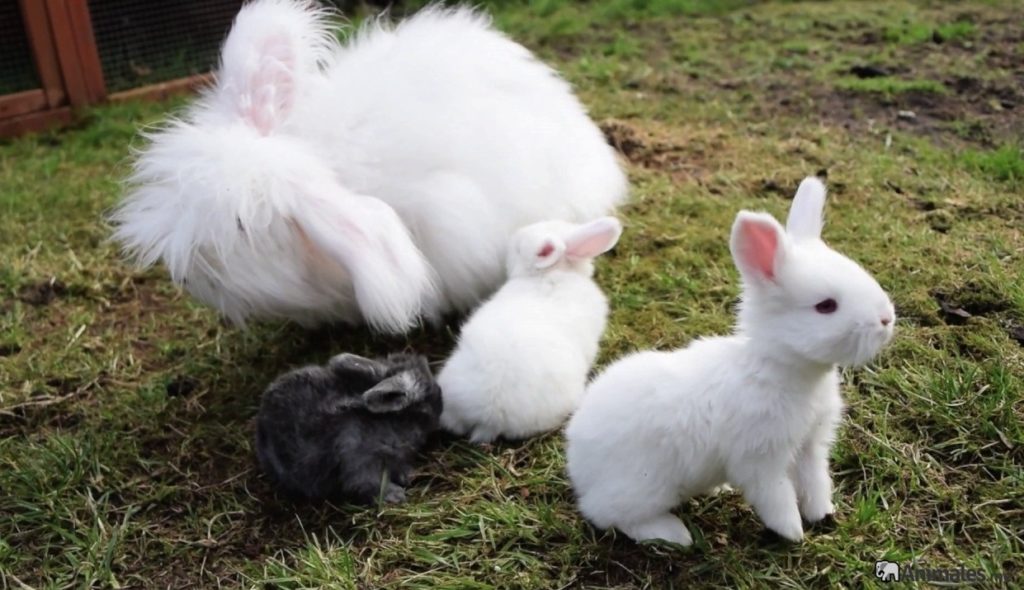 Crías de conejos de angora con su mamá coneja