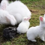 Crías de conejos de angora con su mamá coneja