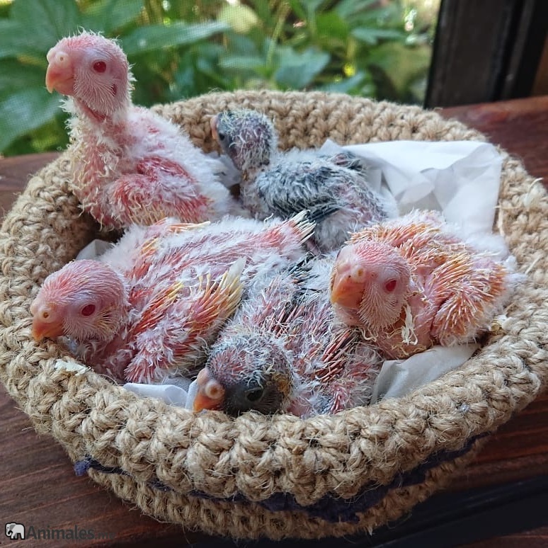 Crías de periquito Bourke bebé en su nido