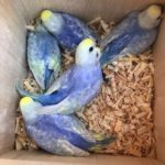 Crías de periquito arcoiris en nido