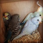 Crías de periquitos ingleses bebes en su nido