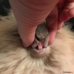 Detalle de los dientes de un conejo enano de angora