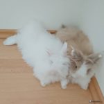 Dos hermanos de conejos enanos de angora, uno blanco y otro bicolor