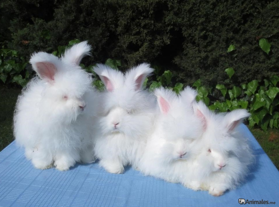 Conejos De Angora Animales Me