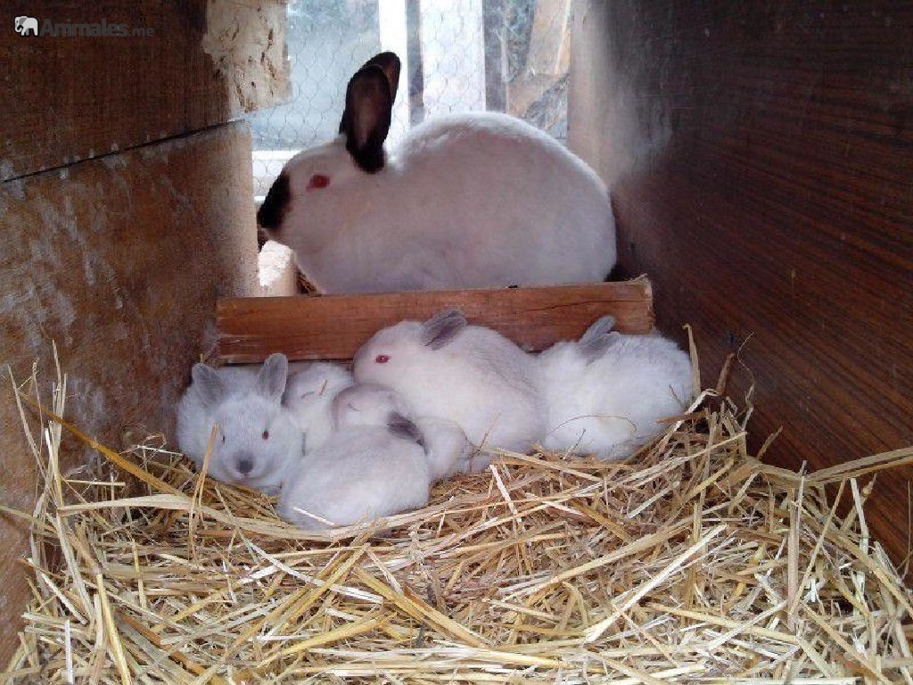 Mama de coneja californiana con sus crías bebes