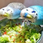 Pareja de periquitos azules comiendo verdura