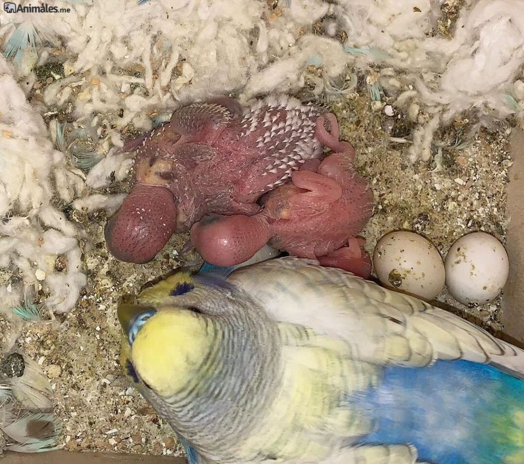 Periquito arcoiris con sus crías dentro del nido