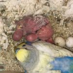 Periquito arcoiris con sus crías dentro del nido