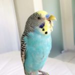 Periquito australiano azul bostezando