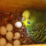 Periquito australiano en su nido incubando los huevos