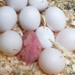 Periquito azul bebé recién nacido del huevo