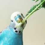 Periquito azul comiendo hojas verdes