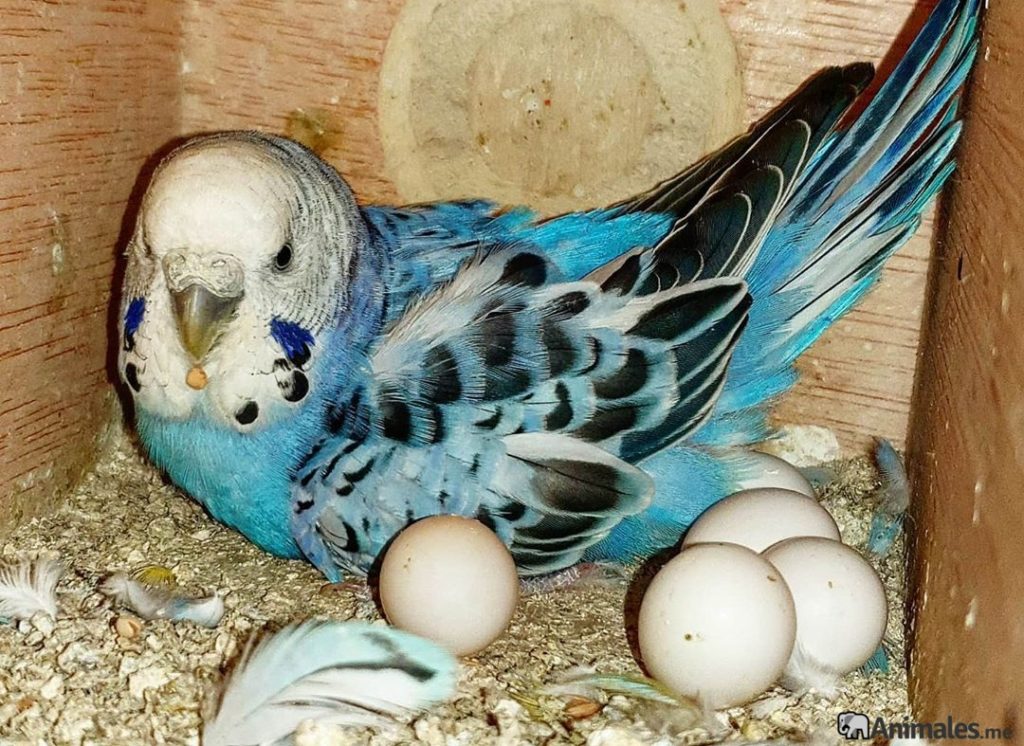 Periquito azul empollando huevos