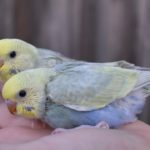 Periquitos arcoiris bebes