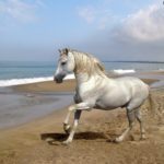 caballo andaluz blanco en la rena de la playa