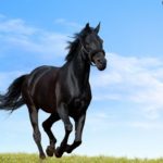 caballo andaluz negro al trote