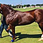 caballo de carreras musculuso de color marron