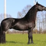 caballo frison de color negro melena