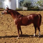 caballo hispano arabe