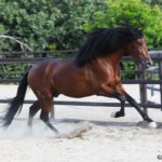caballo pura raza español pre de color marron