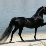 caballo pura sangre arabe negro en la playa