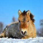 caballo salvaje en hungria en la nieve